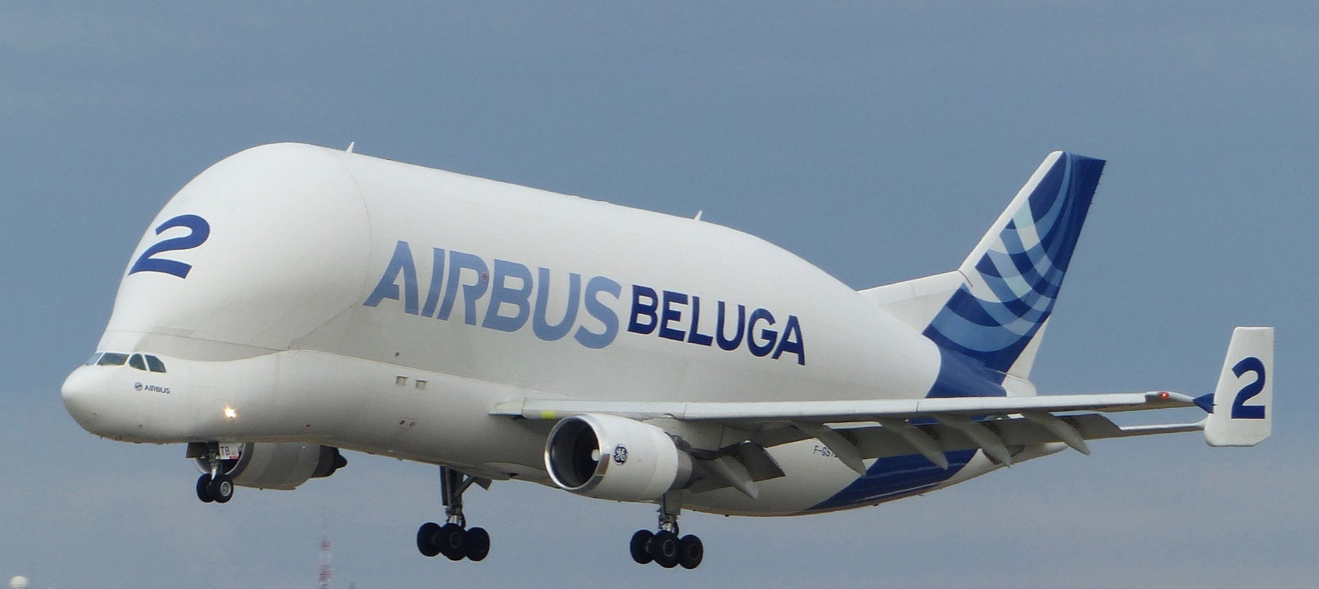 beluga-g8867a4b23_1920